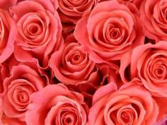 Thank you from Hitomi.